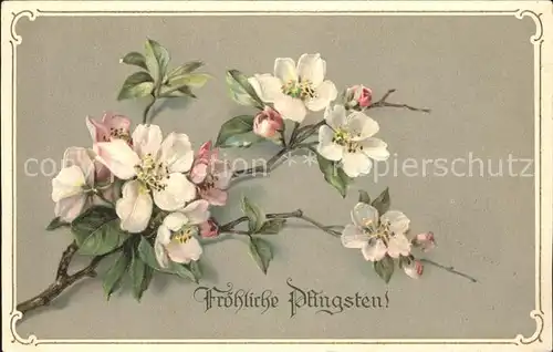 Pfingsten Pentecost Pentecote Blumen  / Greetings /