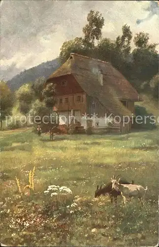 Hoffmann Heinrich Im bluehenden Wiesengrund Schwarzwaldhaus Ziegen  Kat. Kuenstlerkarte