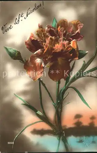 Blumen Nelke Kat. Pflanzen