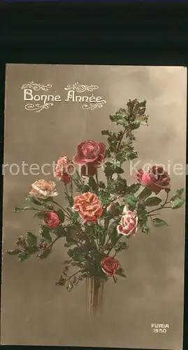 Rosen Nelken Bonne Anne Foto Furia Nr. 1950 Kat. Pflanzen