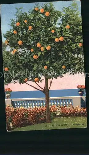 Orangen Oranges Baum Cote D Azur  Kat. Landwirtschaft