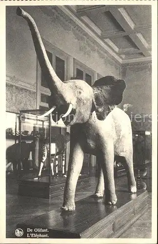 Elefant Tervuren Musee du Congo Belge Kat. Tiere