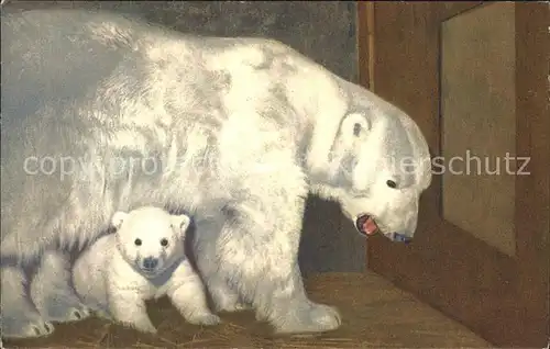 Baeren Eisbaer Polarbaer Kat. Tiere