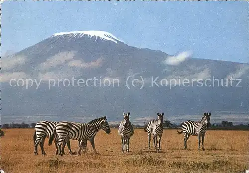 Zebra Kilimanjaro Kenia  Kat. Tiere