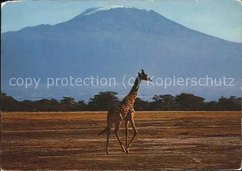 Giraffe Masai  Kat. Tiere