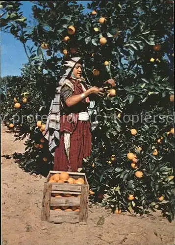 Ernte Landwirtschaft Apfelsinen Cap Bon  Kat. Landwirtschaft