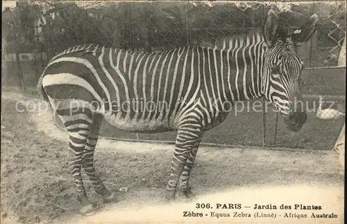 Zebra Paris Jardin des Plantes Kat. Tiere