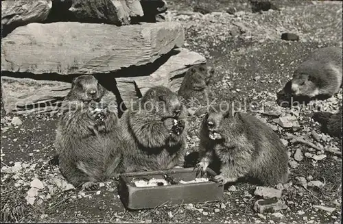 Murmeltier Alpenwildpark Interlaken Harder Marmotte Kat. Tiere