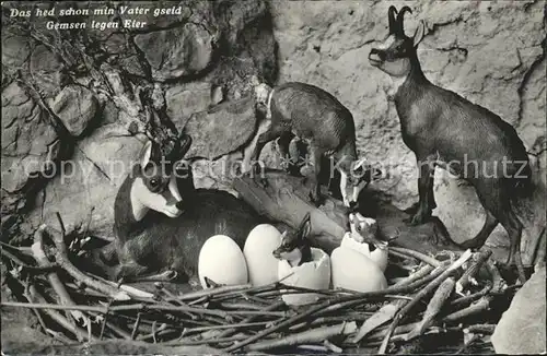 Gemse Eier Nest  Kat. Tiere