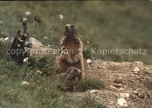 Murmeltier Marmottes  Kat. Tiere