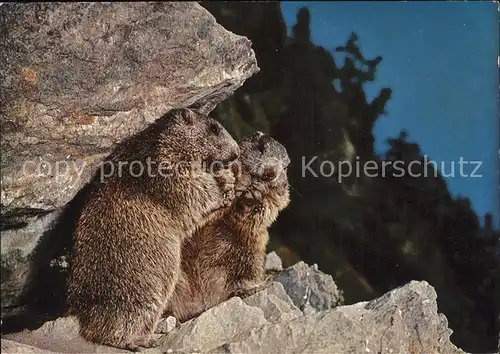 Murmeltier Marmottes Marmots  Kat. Tiere