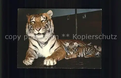 Tiger Tiere Zoologischer Garten Basel Kat. Tiere