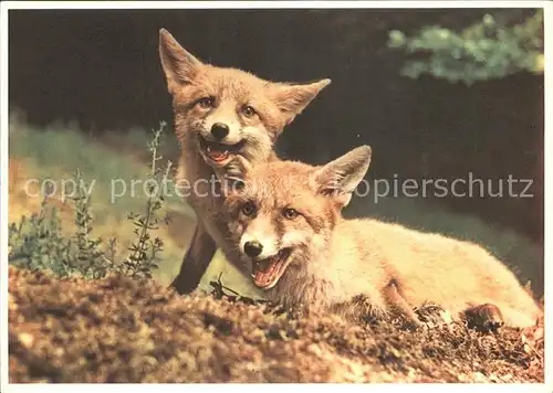 Fuchs Tiere Renardeaux volpacchiotti Kat. Tiere