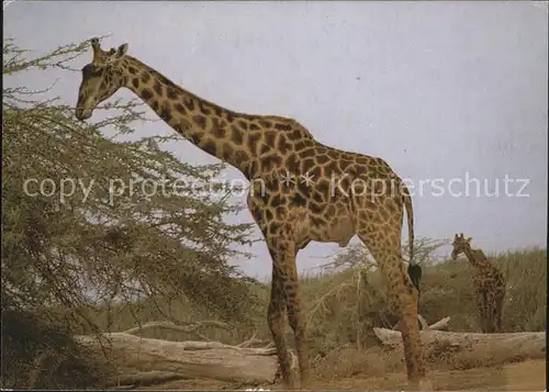 Giraffe Maasai  Kat. Tiere