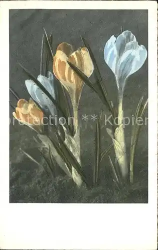 Blumen Tulpen Kat. Pflanzen