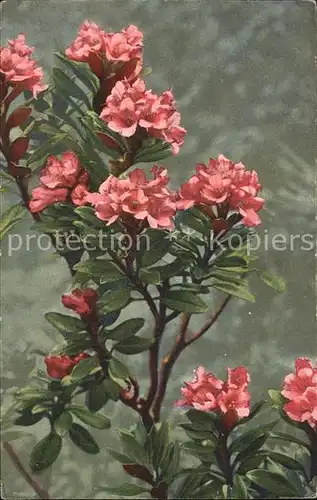 Verlag Photochromie Nr. 1564 Serie 593  Rhododendron ferrugineum Kat. Verlage