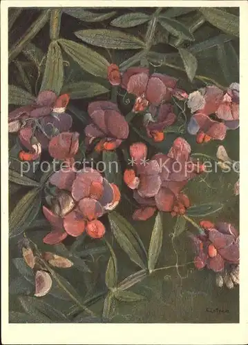 Zeltner C. Garten Platterbse Papilionaceae Nr. 212  Kat. Kuenstlerkarte