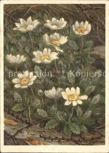 Zeltner C. Achtkronblaetteriger Silberwurz Rosaceae Nr. 97 Kat. Kuenstlerkarte