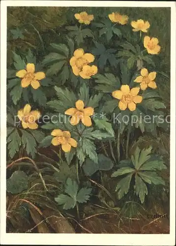 Zeltner C. Windroeschen Nr. 145 Kat. Kuenstlerkarte