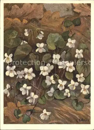 Zeltner C. Weisses Veilchen Nr. 169 Violaceae Kat. Kuenstlerkarte