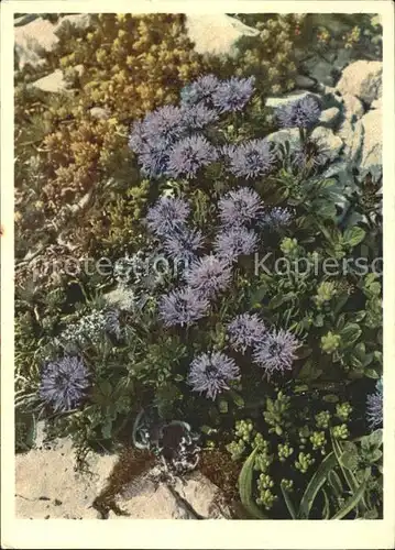 Zeltner C. Kugelblume Nr. 706 Globulariaceae Kat. Kuenstlerkarte