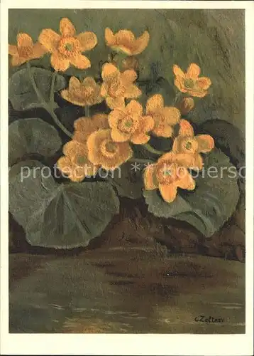 Zeltner C. Sumpf Dotterblume Nr. 46 Ranunculaceae Kat. Kuenstlerkarte