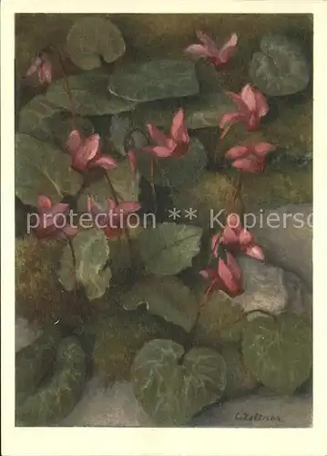 Zeltner C. Europaeische Erdscheibe Nr. 22 Cyclamen Ciclamino Kat. Kuenstlerkarte