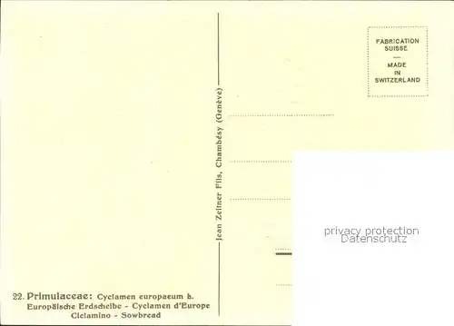 Zeltner C. Europaeische Erdscheibe Nr. 22 Cyclamen Ciclamino Kat. Kuenstlerkarte