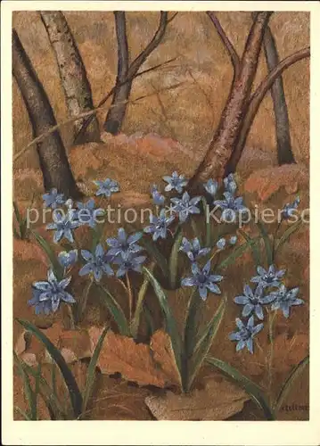 Zeltner C. Blaustern Scille Squill Nr. 23  Kat. Kuenstlerkarte