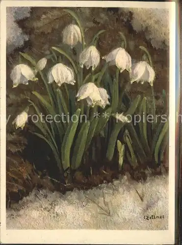 Zeltner C. Fruehlings Knotenblume Nr. 26 Kat. Kuenstlerkarte