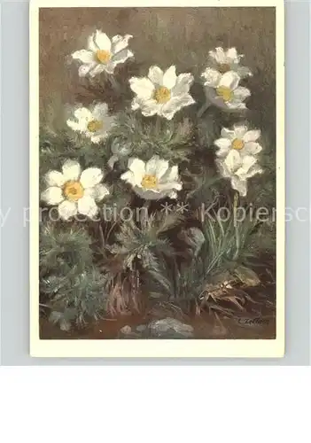 Zeltner C. Nr. 104 Blumen Kat. Kuenstlerkarte