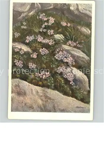 Zeltner C. Nr. 226 Blumen  Kat. Kuenstlerkarte