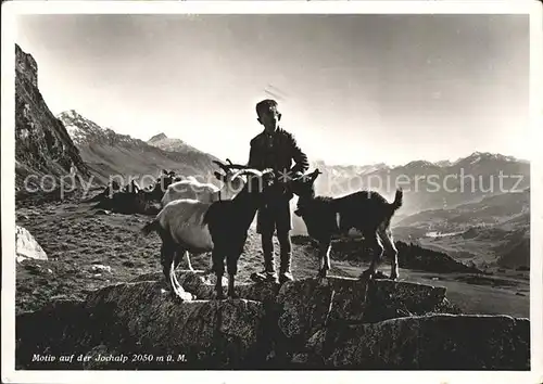 Helvetia Schweiz Jochalp Junge Ziegen / Heraldik /