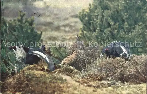 Gefluegel Voegel Birkhuehner  Kat. Tiere