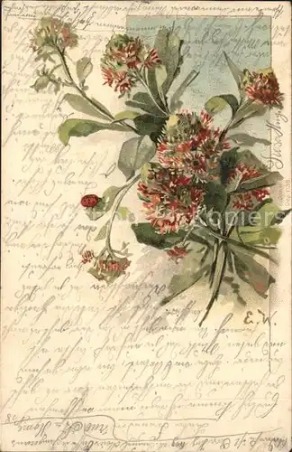 Blumen Kuenstlerkarte E. W.  Kat. Pflanzen