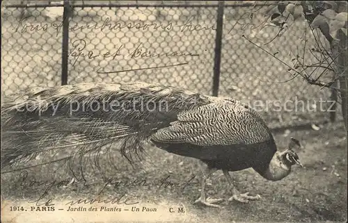 Voegel Pfau Paris Jardin des Plantes Paon  Kat. Tiere