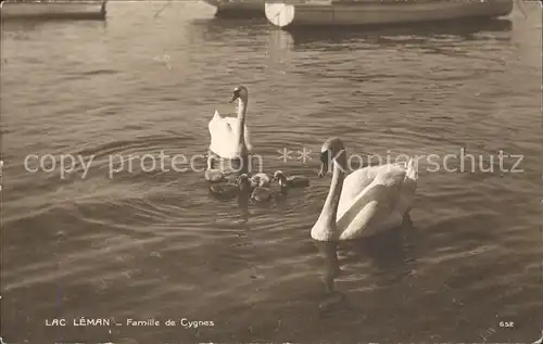 Schwan Lac Leman Famille de Cygnes Kat. Tiere