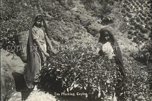 Ernte Landwirtschaft Tea Plucking Ceylon Kinder Kat. Landwirtschaft