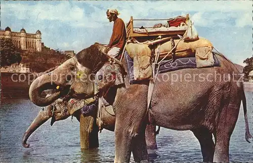Elefant Elephant Ride Jaipur Kat. Tiere