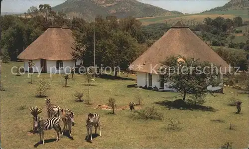 Zebra Heia Safari Ranch  Kat. Tiere