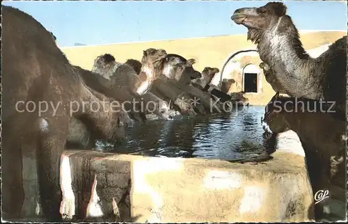 Kamele Kairouan Chameaux a l Abreuvoir Kat. Tiere