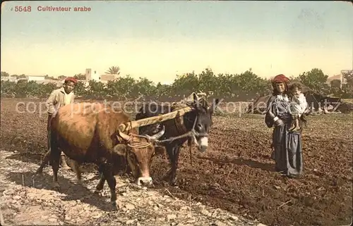 Landwirtschaft Cultivateur arabe Esel Ochse Kuh  Kat. Landwirtschaft