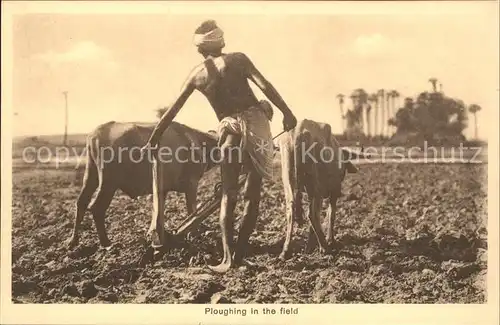 Landwirtschaft Indien Kuehe Ploughing in the field  Kat. Landwirtschaft