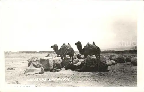 Kamele Ancienne Caravan  Kat. Tiere