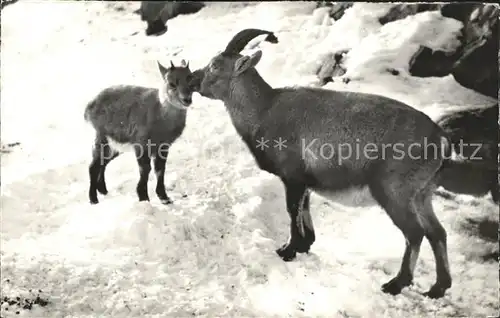 Tiere Steinwild Muetterliche Pflege Kat. Tiere