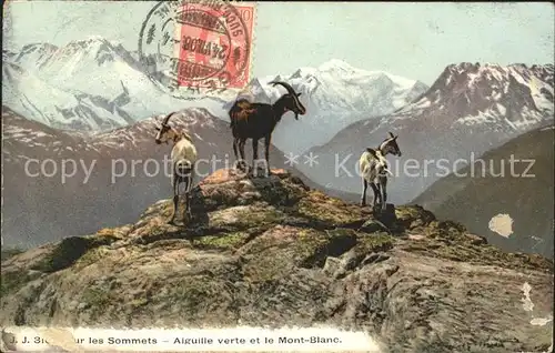 Ziege Sommets Aiguille Mont Blanc  Kat. Tiere