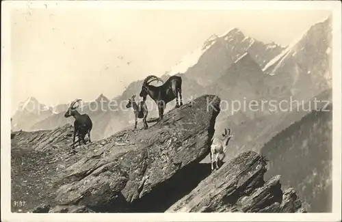 Steinbock  Kat. Tiere