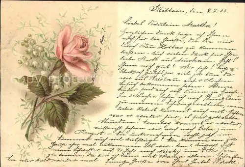 Rosen Maigloeckchen Kat. Pflanzen