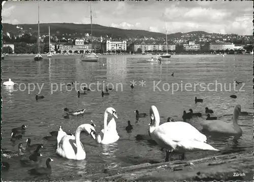 Schwan Enten Zuerich  Kat. Tiere