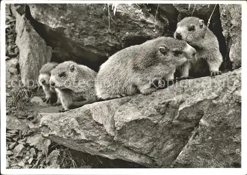 Murmeltier Oberengadin Kat. Tiere